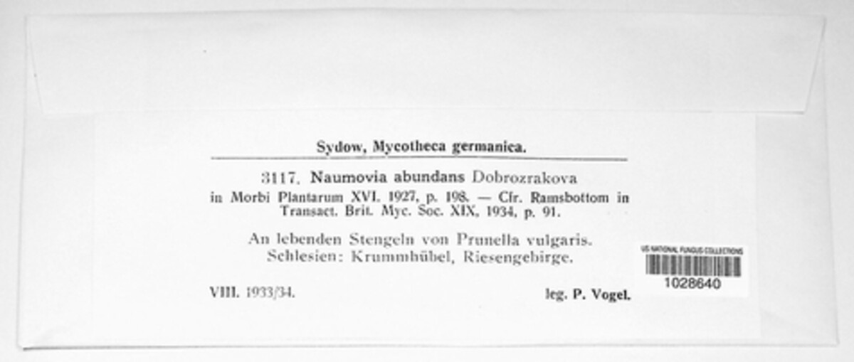 Rosenscheldia abundans image